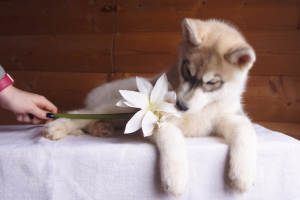 Photo №4. I will sell siberian husky in the city of Москва. from nursery - price - 488$