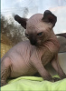 Photo №4. I will sell sphynx cat in the city of Альбервиль. breeder - price - negotiated