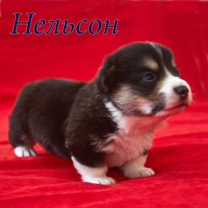 Photo №4. I will sell welsh corgi in the city of Губкин. private announcement - price - 633$