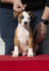 Additional photos: American Staffordshire Terrier puppies of international origin