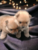 Photo №2 to announcement № 87385 for the sale of pomeranian - buy in Serbia breeder