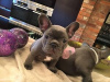 Photo №1. french bulldog - for sale in the city of Austin | 650$ | Announcement № 86863