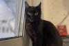 Photo №3. Black cat kitten Shelly as a gift to kind hearts!. Belarus