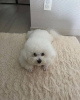 Photo №1. maltese dog - for sale in the city of Melbourne | 1500$ | Announcement № 92904