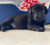 Photo №1. labrador retriever - for sale in the city of Hurstville | 300$ | Announcement № 120850