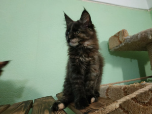 Photo №2 to announcement № 5300 for the sale of maine coon - buy in Russian Federation from nursery