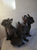 Photo №4. I will sell french bulldog in the city of Munich. private announcement, breeder - price - 423$