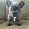 Photo №2 to announcement № 88739 for the sale of french bulldog - buy in Austria private announcement