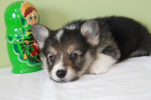 Photo №4. I will sell welsh corgi in the city of St. Petersburg. breeder - price - 844$