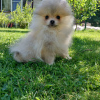 Photo №3. Miniature Pomeranian boy. Russian Federation