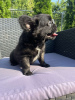 Photo №2 to announcement № 57458 for the sale of french bulldog - buy in Serbia private announcement