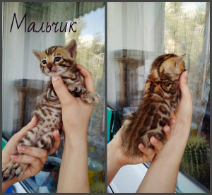 Photo №3. Bengal kittens. Russian Federation