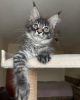 Photo №3. mainecoon kittens for free adoption. Germany