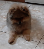 Additional photos: Pet - Miniature Pomeranian