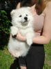 Additional photos: I will sell puppies of the Japanese Spitz with documents