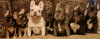 Additional photos: French bulldog