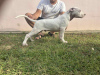 Photo №2 to announcement № 119118 for the sale of dogo argentino - buy in Serbia 