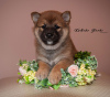 Photo №1. shiba inu - for sale in the city of Nizhny Novgorod | negotiated | Announcement № 10349