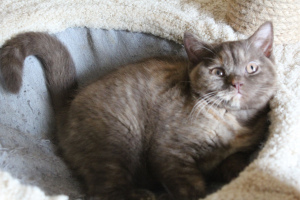 Photo №1. british shorthair - for sale in the city of St. Petersburg | Negotiated | Announcement № 3038