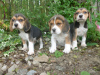 Photo №1. beagle - for sale in the city of Bakersfield | Is free | Announcement № 124118