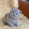 Photo №2 to announcement № 98534 for the sale of british shorthair - buy in Slovenia private announcement, from nursery, from the shelter, breeder