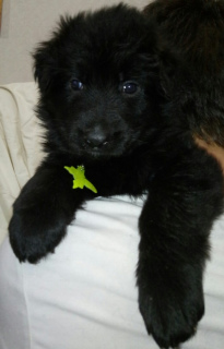 Additional photos: D / w puppies of black and black color