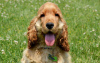 Photo №2 to announcement № 109102 for the sale of english cocker spaniel - buy in Germany private announcement