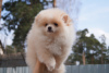 Photo №3. Pomeranian boy - cream. Russian Federation