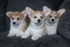 Photo №2 to announcement № 95666 for the sale of welsh corgi - buy in Belarus from nursery
