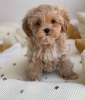 Additional photos: Absolutely stunning F1 maltipoo puppies.