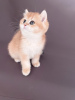 Photo №4. I will sell british shorthair in the city of Эстринген. breeder - price - 2113$
