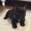 Photo №1. french bulldog - for sale in the city of Oulu | negotiated | Announcement № 94434