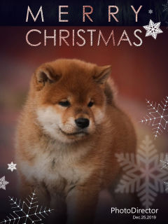 Photo №1. shiba inu - for sale in the city of Nizhny Novgorod | Negotiated | Announcement № 4496