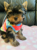 Photo №2 to announcement № 103527 for the sale of yorkshire terrier - buy in Germany private announcement