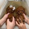 Photo №1. poodle (toy) - for sale in the city of Iserlohn | Is free | Announcement № 121068