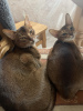 Photo №4. I will sell abyssinian cat in the city of Gomel. breeder - price - 500$