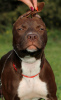 Photo №1. american pit bull terrier - for sale in the city of Sevastopol | negotiated | Announcement № 8509