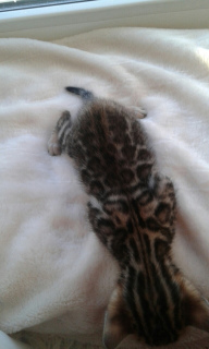 Photo №2 to announcement № 2911 for the sale of bengal cat - buy in Russian Federation private announcement, from nursery