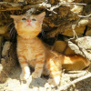 Photo №1. maine coon - for sale in the city of Quinto | 423$ | Announcement № 120393