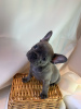 Photo №1. french bulldog - for sale in the city of Берлинген | negotiated | Announcement № 115767