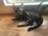 Photo №2 to announcement № 20979 for the sale of bengal cat - buy in Poland private announcement, breeder