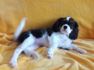 Photo №4. I will sell cavalier king charles spaniel in the city of Ylivieska. from nursery - price - 1611$