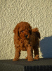 Photo №1. poodle (royal) - for sale in the city of Mladenovac | negotiated | Announcement № 83971