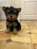 Photo №4. I will sell yorkshire terrier in the city of Aachen. private announcement - price - 280$