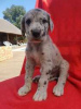 Photo №4. I will sell great dane in the city of Kreivilä. private announcement - price - Is free