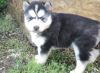 Photo №2 to announcement № 117968 for the sale of siberian husky - buy in Sweden 