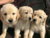 Photo №2 to announcement № 116021 for the sale of golden retriever - buy in Germany private announcement