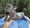 Photo №1. french bulldog - for sale in the city of Geneva | 423$ | Announcement № 44894