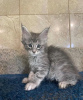 Photo №1. maine coon - for sale in the city of Nuremberg | 423$ | Announcement № 121883