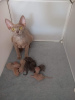 Photo №2 to announcement № 52168 for the sale of devon rex - buy in Germany breeder